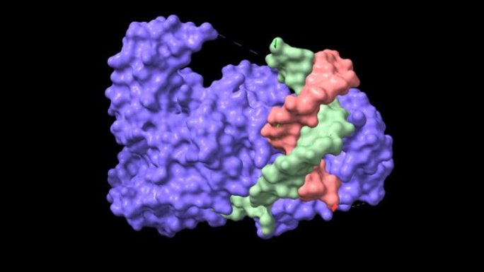 布卢姆综合征解旋酶BLM与DNA和ADP (红色) 的晶体结构