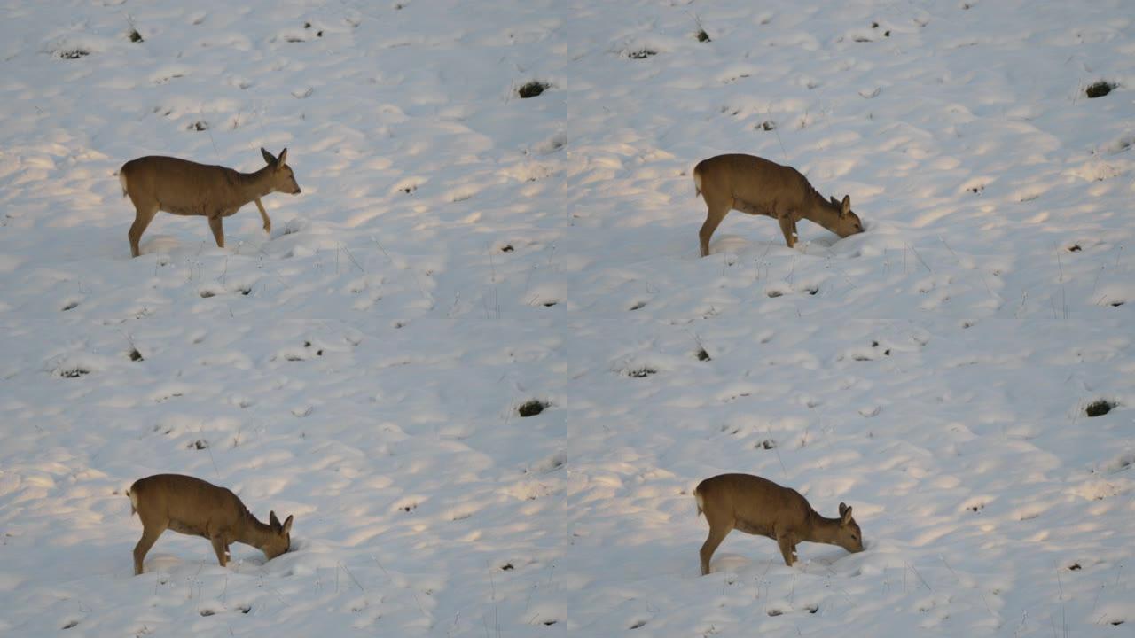 雪冬可爱的有趣小鹿。Ro鹿，Capreolus，母鹿在草地上觅食和环顾四周。野生动物ro鹿，橙色毛皮