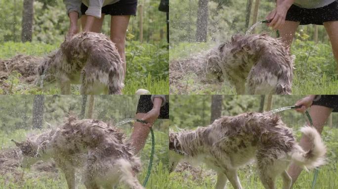 狗洗澡-哈士奇和牧羊犬混合甩掉水，慢动作后视图