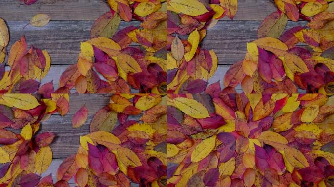 明亮的多色秋叶叠放而成。秋季概念