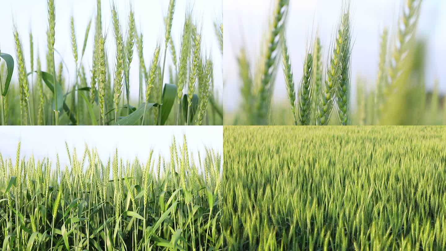 农田里的小麦庄稼