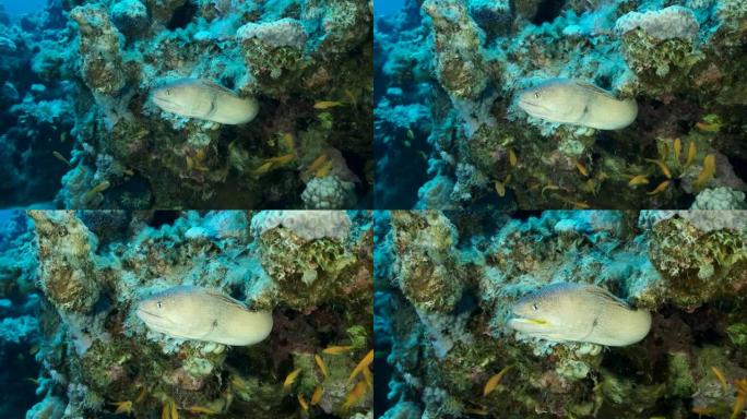 海鳗从它的藏身之处窥视。黄嘴海鳗 (Gymnothorax nudivomer)，4k-60fps