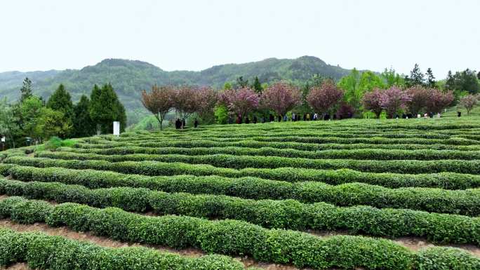 紫阳县半亩茶园