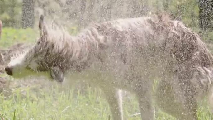 狗洗澡-哈士奇和牧羊犬混合甩掉水，慢动作侧视图