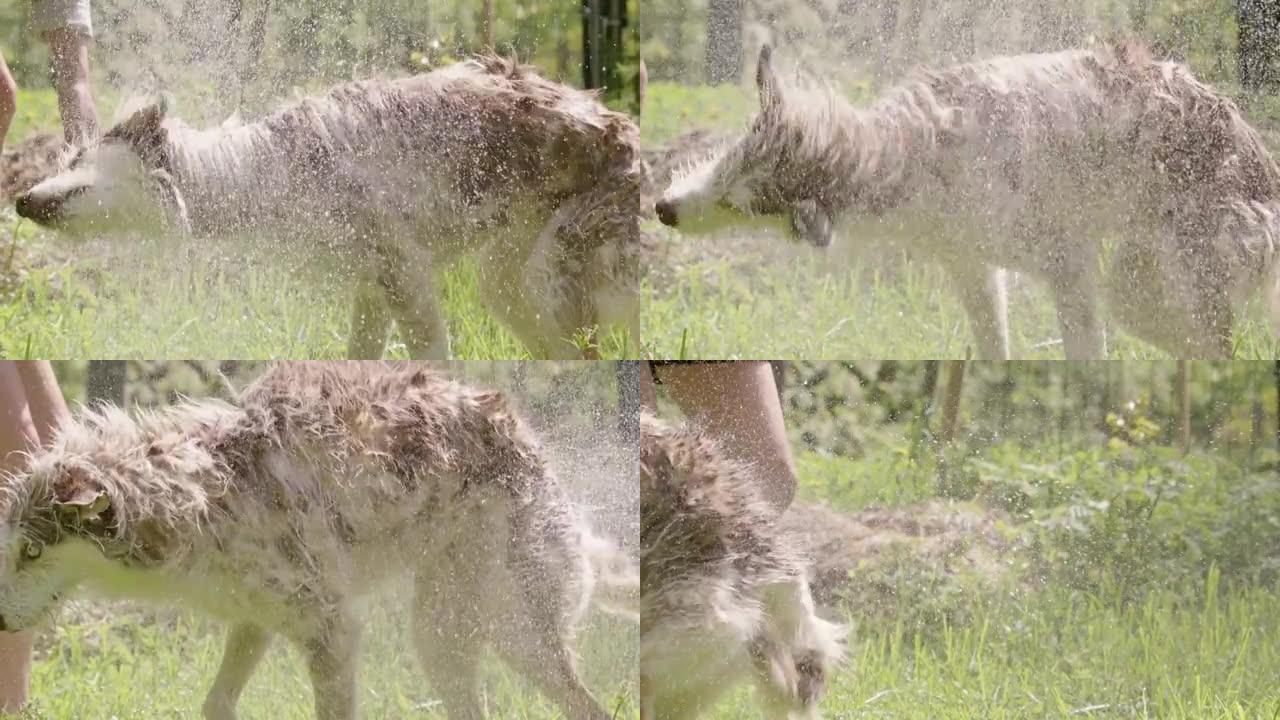 狗洗澡-哈士奇和牧羊犬混合甩掉水，慢动作侧视图
