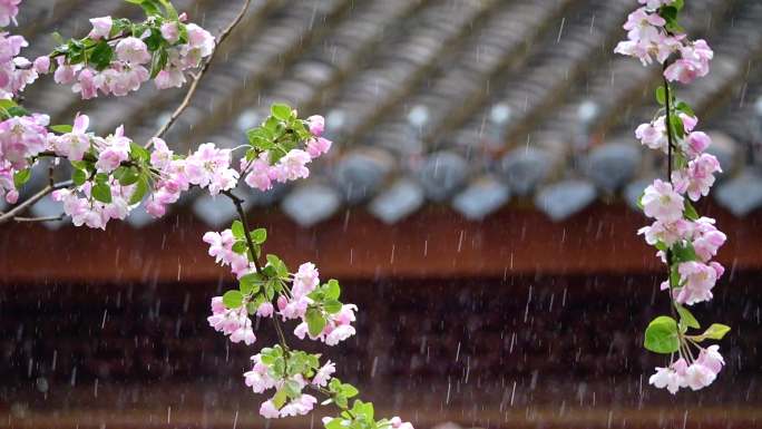 4K雨水惊蛰谷雨立春意境屋檐滴水水滴中式