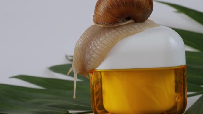 蜗牛坐在奶油罐上。一罐奶油，绿叶上有只蜗牛。