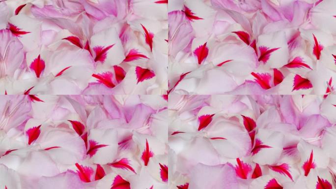 白色粉红色剑兰背景的花瓣。特写