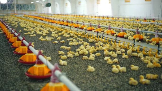 现代家禽农场的内部有许多小鸡。小型可爱的肉鸡躺在大型工厂的葵花籽上，用于鸡肉生产。饲喂雏鸡的自动化技