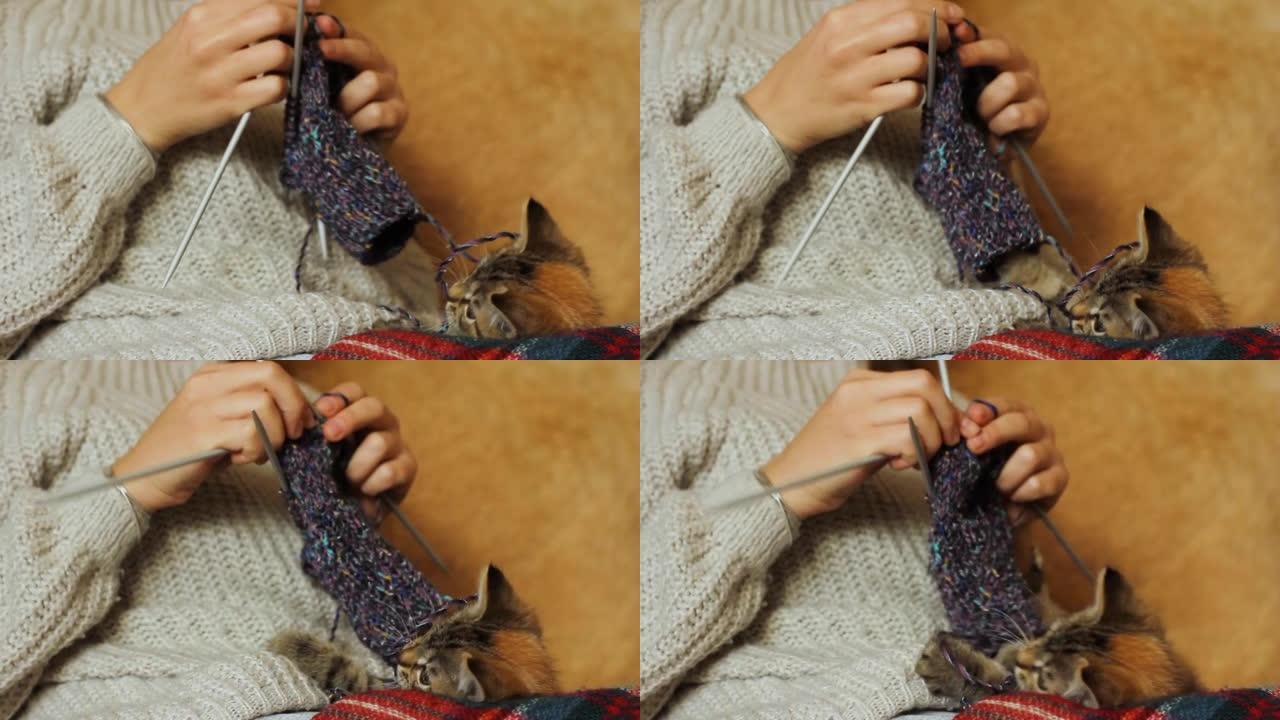 编织和猫。小猫玩编织。女孩在猫旁边编织。居家舒适。家庭主妇就业