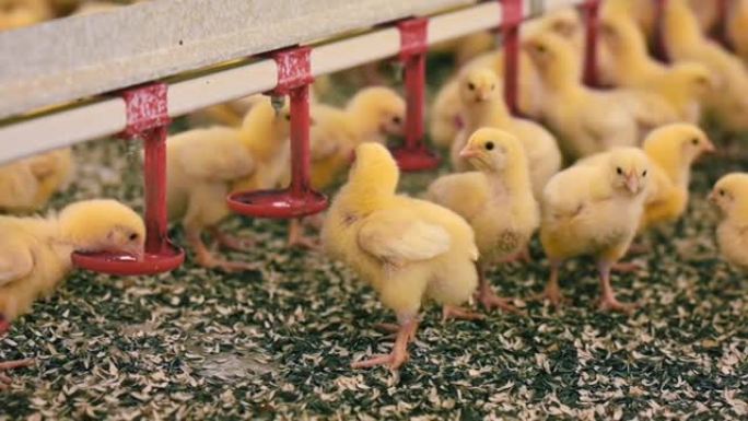 蓬松的小鸡从饮水碗里喝水。肉鸡从自动化设备中取药，以改善家禽养殖场的生长。