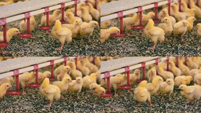蓬松的小鸡从饮水碗里喝水。肉鸡从自动化设备中取药，以改善家禽养殖场的生长。
