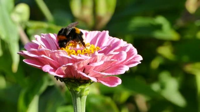 大黄蜂给百日草花授粉，熊蜂采集花蜜