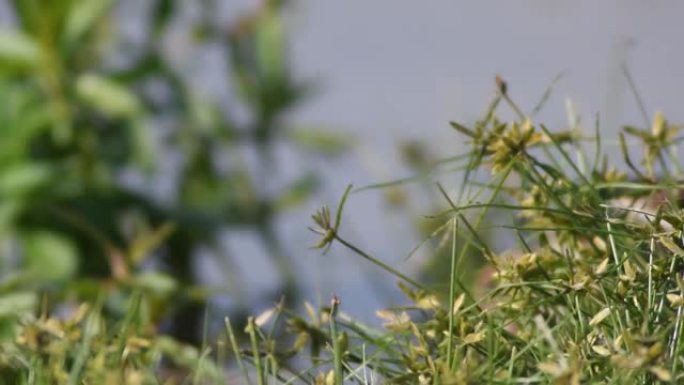 snipe在沼泽中觅食，Gallinago gallinago