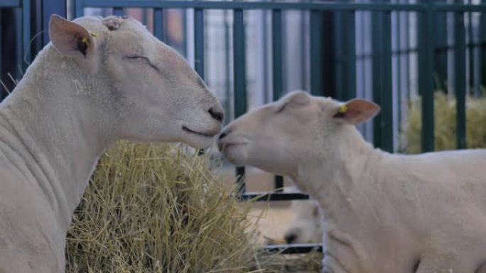 动物展览，贸易展览会上两只绵羊在吃干草的肖像