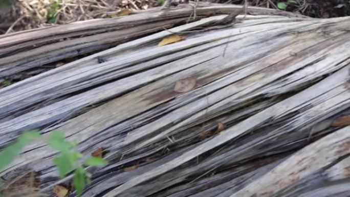 破碎的树木分裂成两半，暴露了日本森林中的扭曲纤维