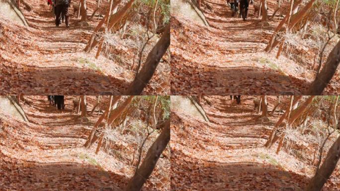 一个人走在覆盖着落叶的山路上