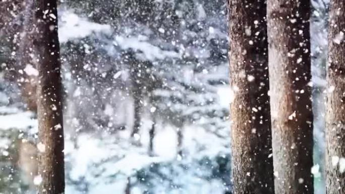 雪飘过松林和冬季风光