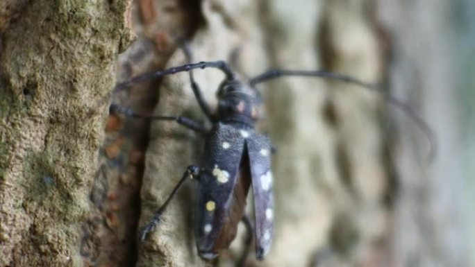 亚洲树皮甲虫在菠萝蜜上爬行。黑色甲虫镜头