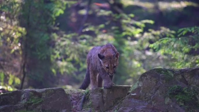 早晨日出时，年轻的美洲狮 (Puma concolor) 美丽而危险地在北美森林的岩石之间穿过树林。