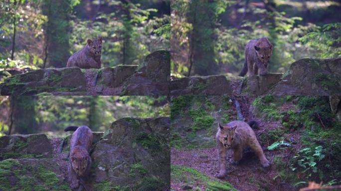 早晨日出时，年轻的美洲狮 (Puma concolor) 美丽而危险地在北美森林的岩石之间穿过树林。
