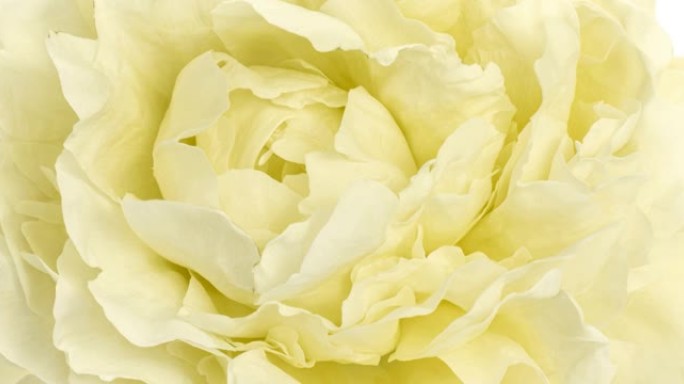美丽的黄色牡丹背景。盛开的牡丹花延时，特写。婚礼背景，情人节概念。4K UHD视频延时