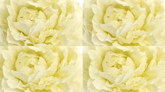 美丽的黄色牡丹背景。盛开的牡丹花延时，特写。婚礼背景，情人节概念。4K UHD视频延时