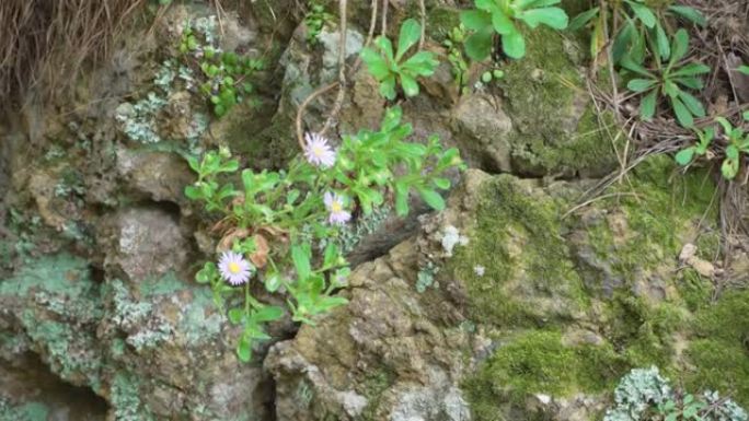 尤梅纳紫苑 (Kitam。)本田属于菊科。