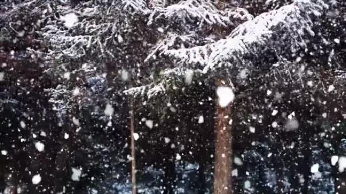 雪飘过松林和冬季风光