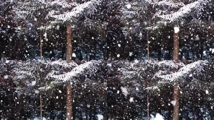雪飘过松林和冬季风光