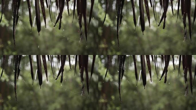 特写，雨停后水滴。