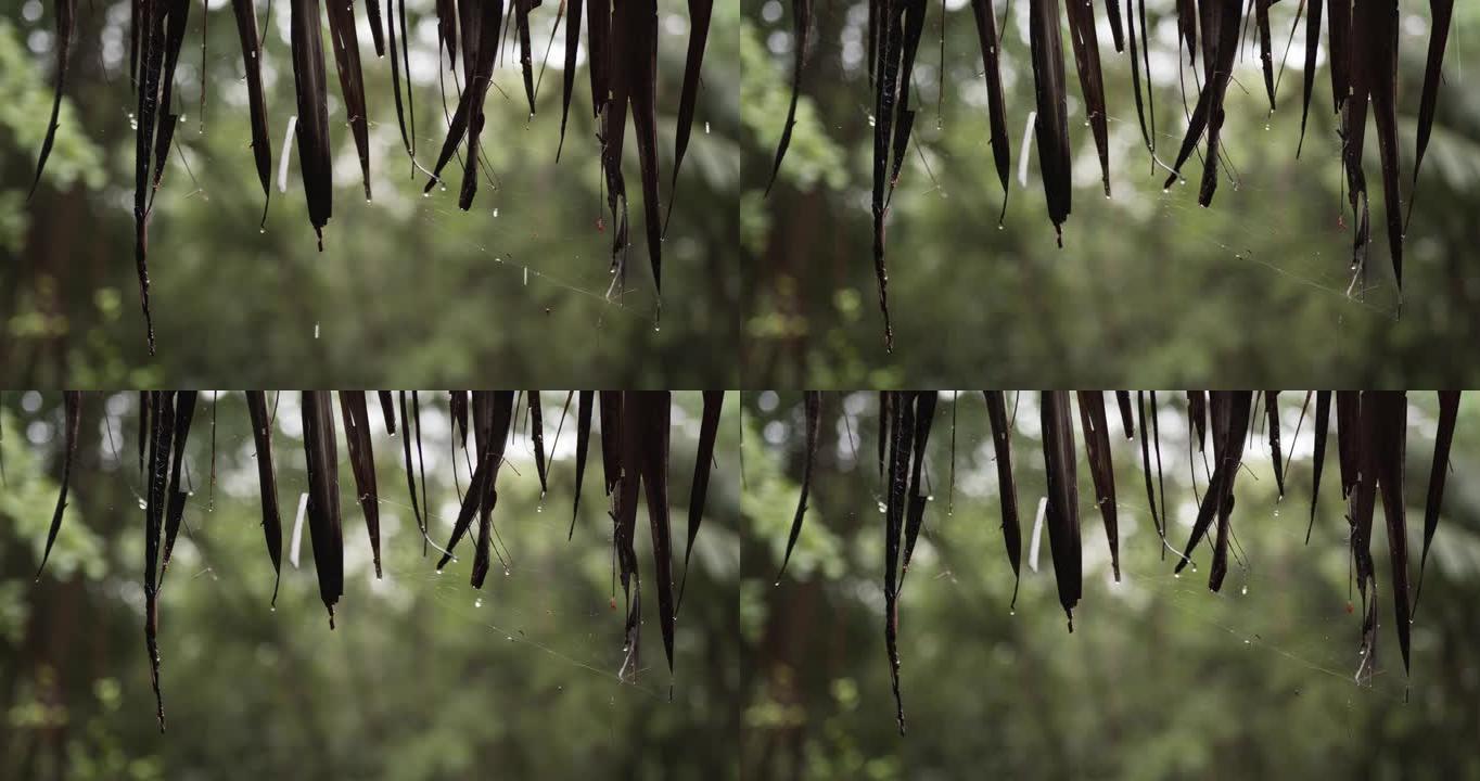 特写，雨停后水滴。