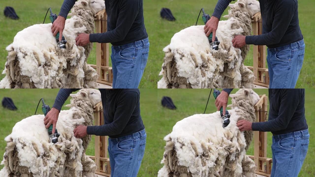 专业采煤机剪羊毛。羊毛生产用电动羊毛剪成年羊。