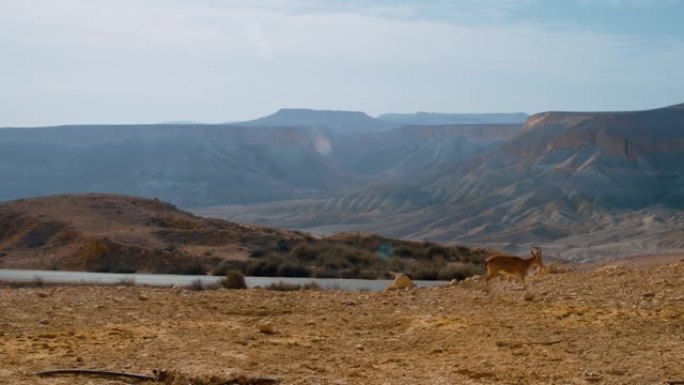 峡谷和野山羊的美丽景色