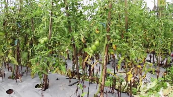 梅尔巴布山山坡上的农村农民仍使用传统耕作制度种植西红柿