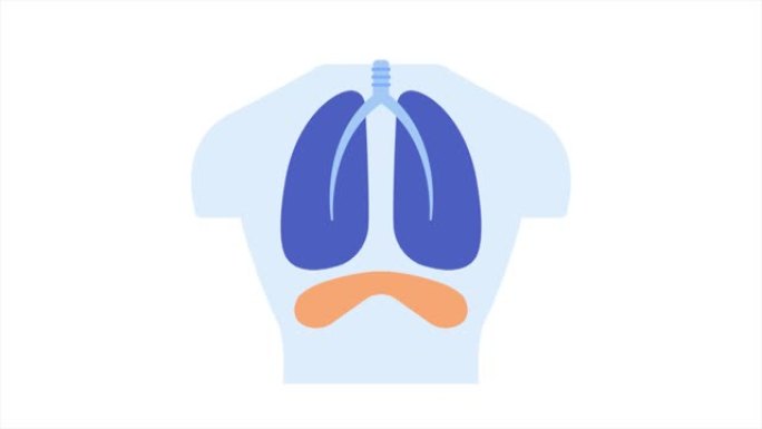 隔膜呼吸2D动画