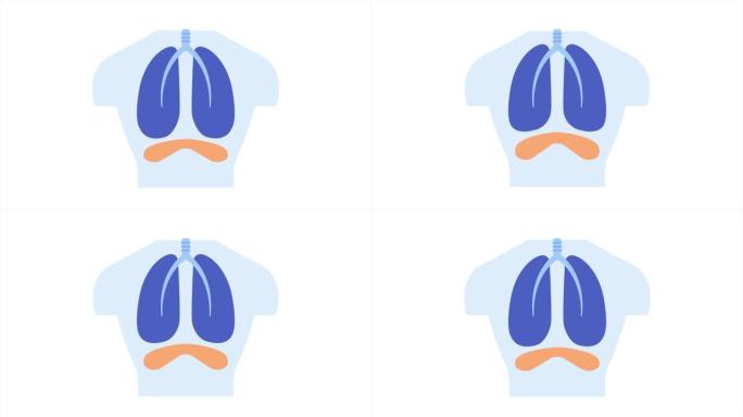 隔膜呼吸2D动画