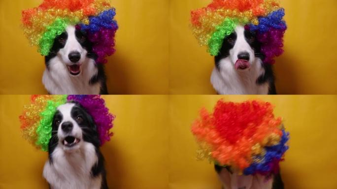可爱的小狗，脸滑稽边境牧羊犬，戴着彩色卷曲小丑假发，孤立在黄色背景上。在狂欢节或万圣节派对上穿着小丑