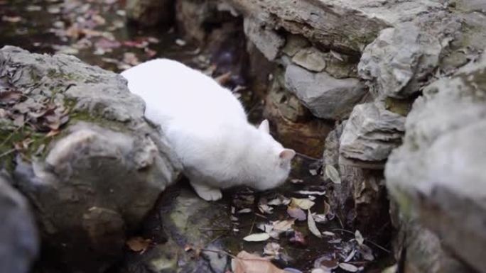 白猫，流浪猫，排水管边喝水