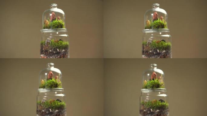 玻璃花卉花瓶，里面有不同类型的植物。
