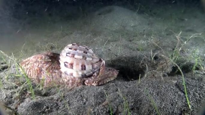 印度尼西亚海底海蜗牛竖琴科特写。