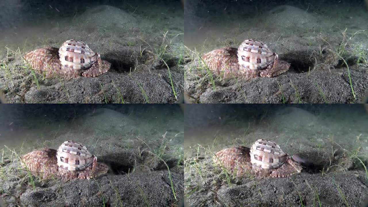 印度尼西亚海底海蜗牛竖琴科特写。
