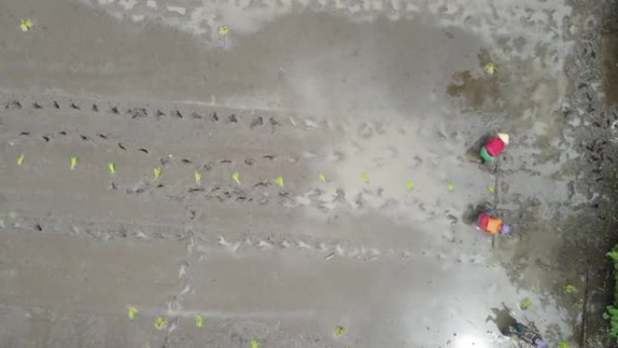 农民在印尼稻田种植水稻的空中俯视图
