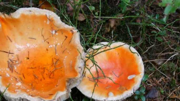 十月蘑菇丰收。巨型蘑菇在秋雨天的草丛中近距离观看。