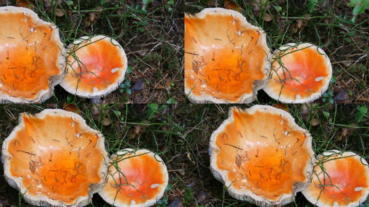 十月蘑菇丰收。巨型蘑菇在秋雨天的草丛中近距离观看。