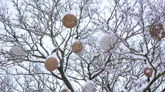 冬季城市公园树装饰着美丽的大球