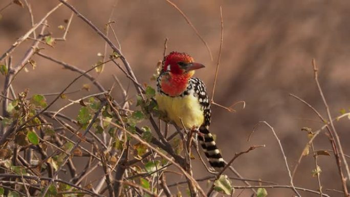 在非洲东部发现的非洲Barbet的红色和黄色barbet Trachyphonus erythroc