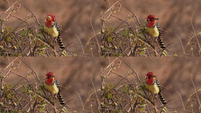 在非洲东部发现的非洲Barbet的红色和黄色barbet Trachyphonus erythroc