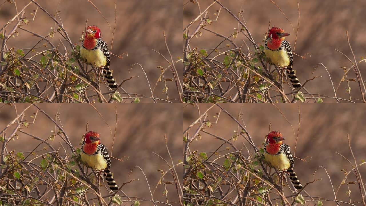 在非洲东部发现的非洲Barbet的红色和黄色barbet Trachyphonus erythroc
