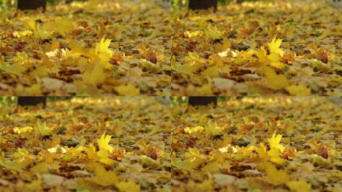 树叶从森林公园的一棵树上落到地上，秋天的树叶从10月的黄色和红色树木上落到地上